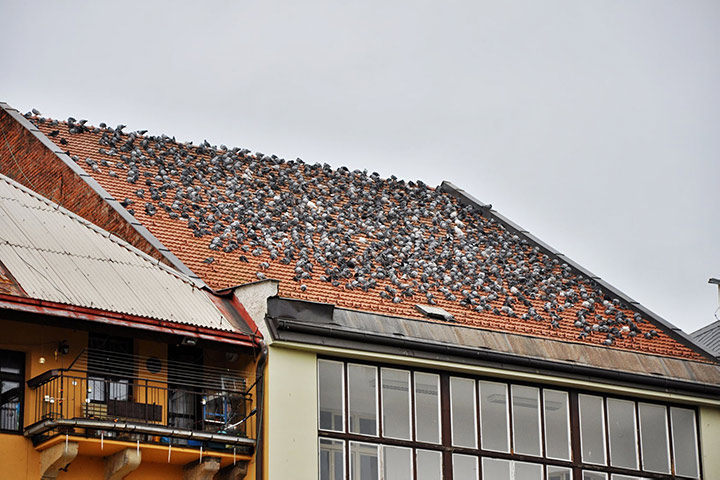 A2B Pest Control are able to install spikes to deter birds from roofs in Yeadon. 
