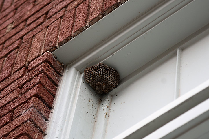 We provide a wasp nest removal service for domestic and commercial properties in Yeadon.